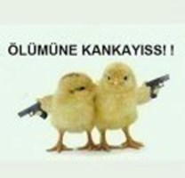 Kankamı Sevgilimi