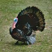 Thanksgiving Turkey Pardon
