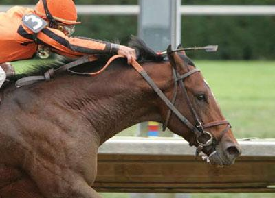 What Breed Of Horse Are You?