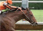 What Breed Of Horse Are You?