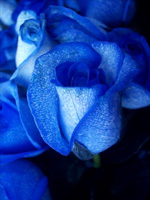 What Is Your Favourite Colour?