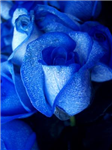 What Is Your Favourite Colour?