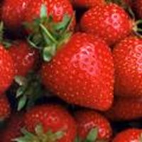 What Fruit Are You?