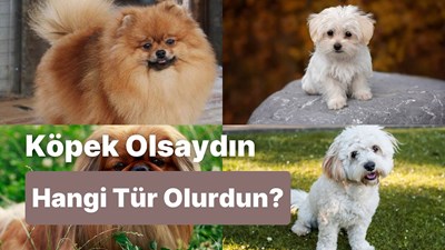 Hangi köpek türüsün?