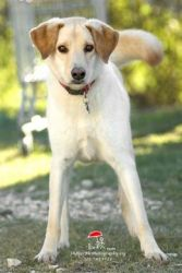 How Well Do You Know About Dogs?