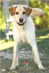 How Well Do You Know About Dogs?