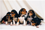 Hangi Köpek Size Daha Uygun?