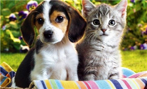 Köpek Mi  Kedi Mi