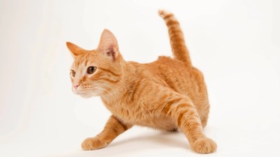 ¿Que tipo de gatos sos?