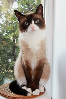 Seberapa mirip kamu dengan kucing?