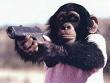 Send A Monkey 