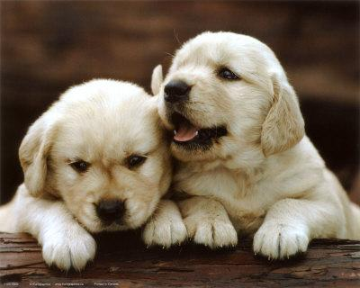 Dog Dog