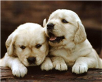 Dog Dog
