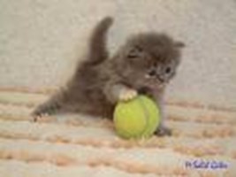 Hangi Kedi Türüsün?
