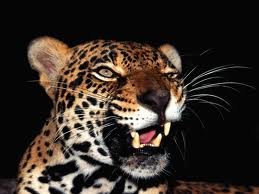 What Animal Are You?
