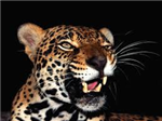 What Animal Are You?