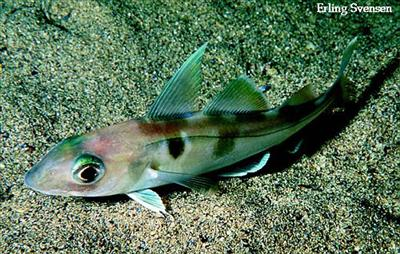 What Type Of Fish Are You?