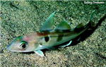 What Type Of Fish Are You?