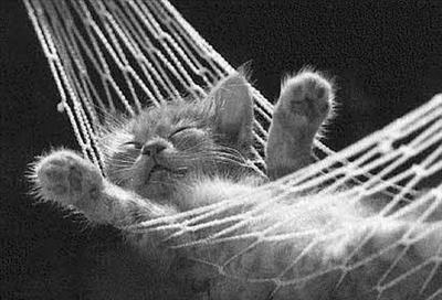 Do U Like Cats Or Dogs?