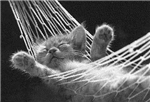 Do U Like Cats Or Dogs?