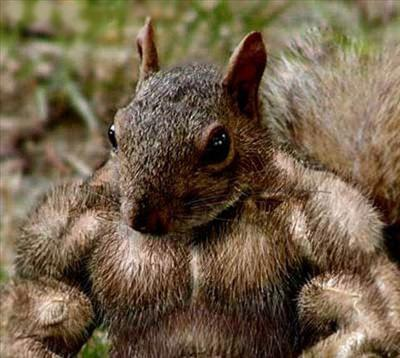 Are You Strong, Skinny Or Fat?