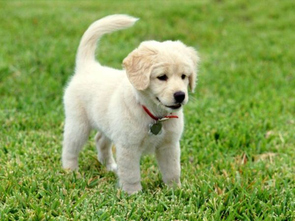 Köpekler İyidir
