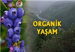 Organik Yaşam