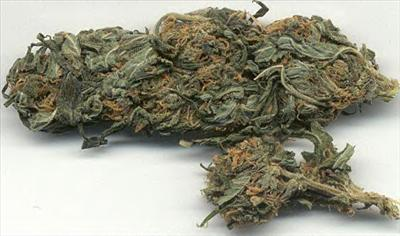 Will It Be Legal?