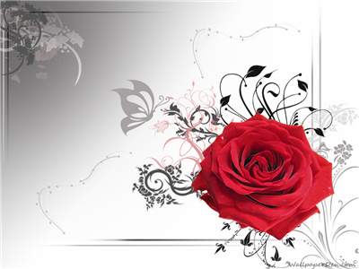 rose