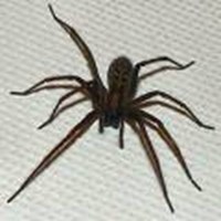 Fear Poll