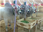 Qurbaani