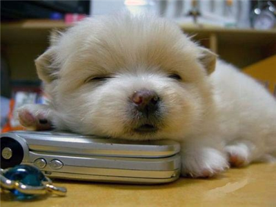 Puppy 