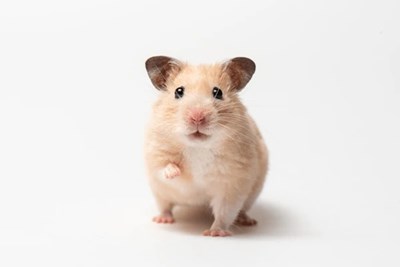 Che animale sei?