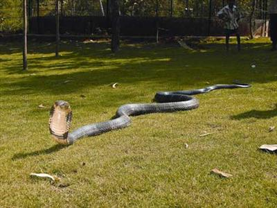 The Snakes!!!