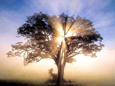 What Tree Are You?