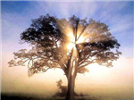 What Tree Are You?