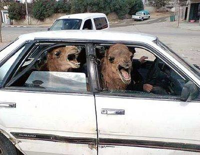 Two Camels In A Tiny Car Or Squirrel Aids?
