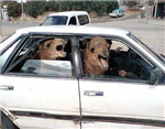 Two Camels In A Tiny Car Or Squirrel Aids?