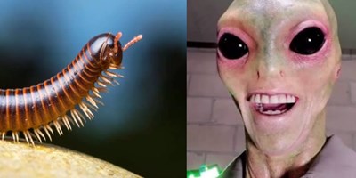 Uzaylı mısın? Yoksa kırkayak mısın? DIN DIN DINNN