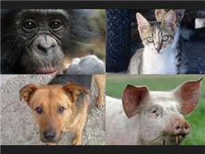 Que Animal Es Tu Favorito ❤