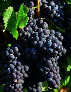 What's Your Favorite Red Wine?