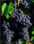 What's Your Favorite Red Wine?