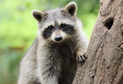 Quel animal été tu ?.