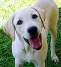 What Type Of Dog Are You?