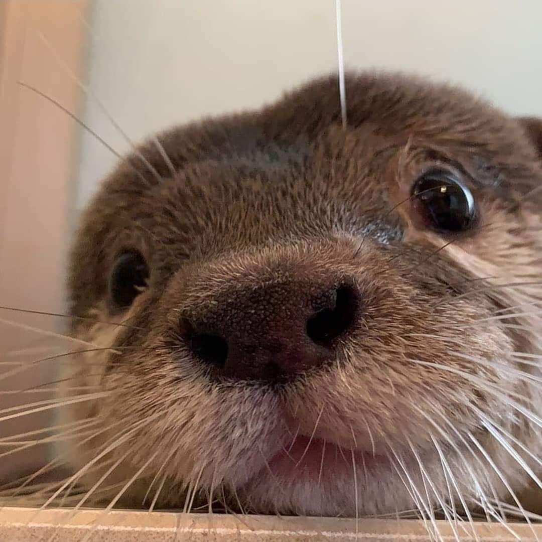 ¿Qué nutria del estanque eres?