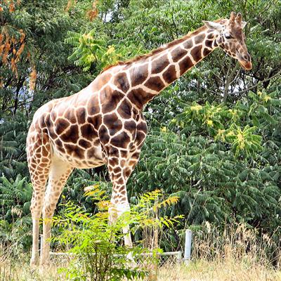 Will Kanwal Rasool Become Taller?