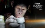 Ape