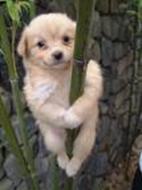 Bạn Là Người Hay ... Cầm Thú ???