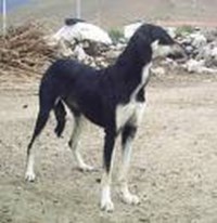 Hangi Tür Köpeksin?