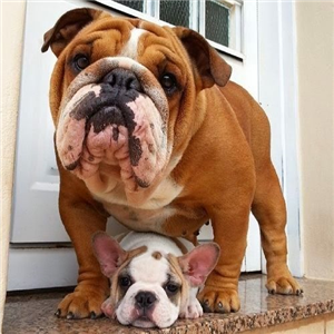 Descubre Cual Es Tu Perro Oculto